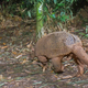 Image for article titled How Scientists Use Hidden "Camera Traps" to Get Incredible Cameos of Animals in the Wild